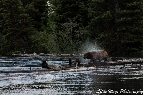 Jenny Lake Bear