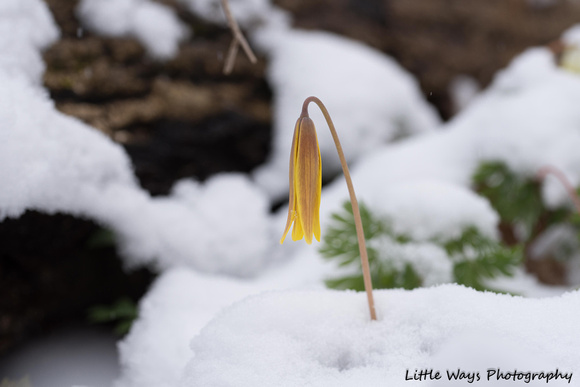 Trout Lilly - Haggar Park